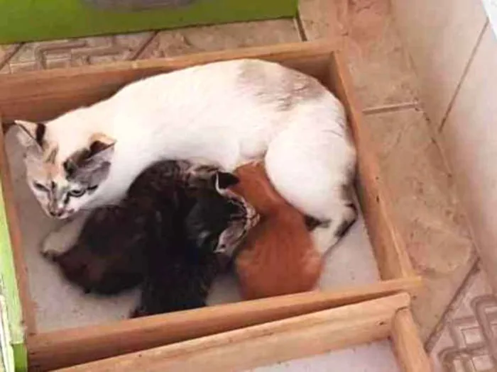 Gato ra a Indefinida idade 2 a 6 meses nome Sophia e seus filhot