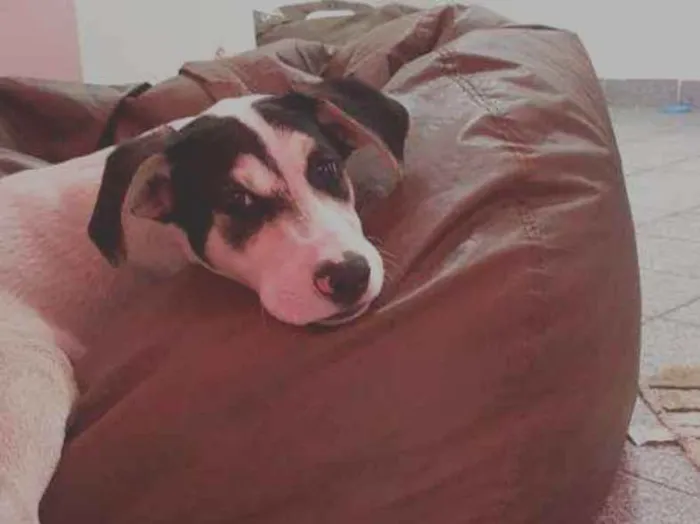 Cachorro ra a SRD idade 2 a 6 meses nome Maskara
