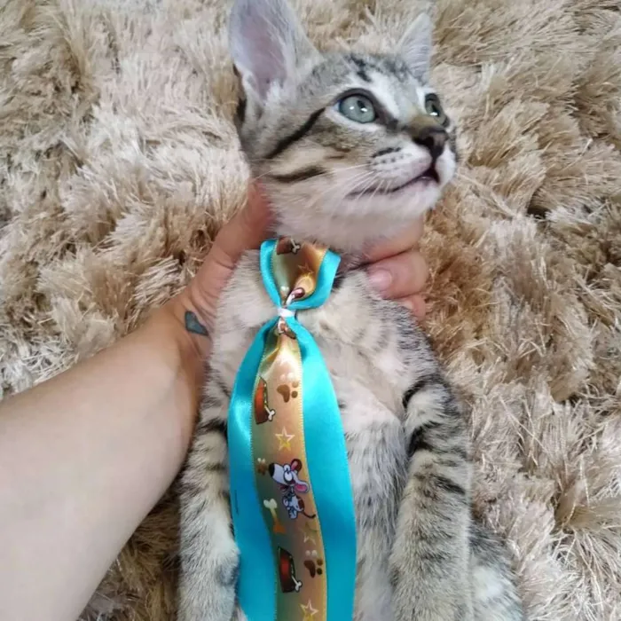 Gato ra a Sem raça definida idade 2 a 6 meses nome Sem nome