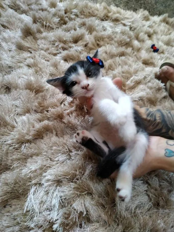 Gato ra a Sem raça definida idade 2 a 6 meses nome Sem nome