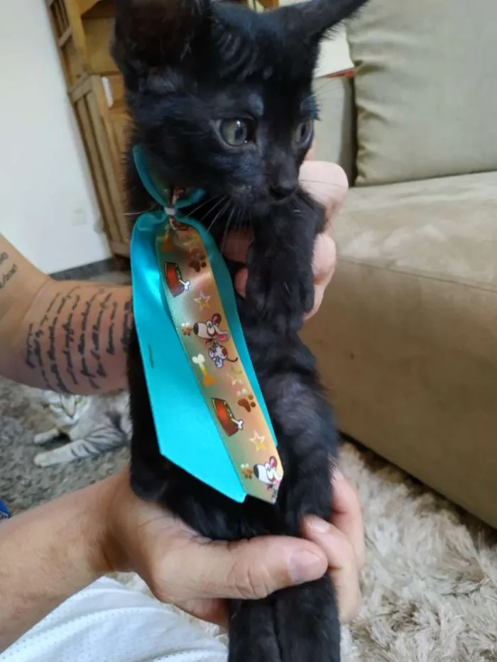 Gato ra a Sem raça definida idade 2 a 6 meses nome Sem nome