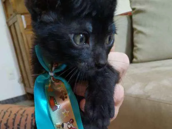 Gato ra a Sem raça definida idade 2 a 6 meses nome Sem nome