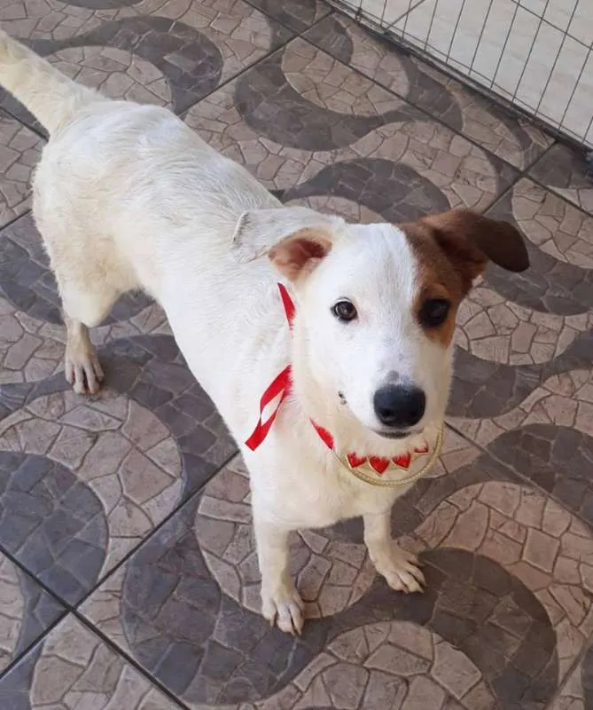 Cachorro ra a srd idade 7 a 11 meses nome Milla