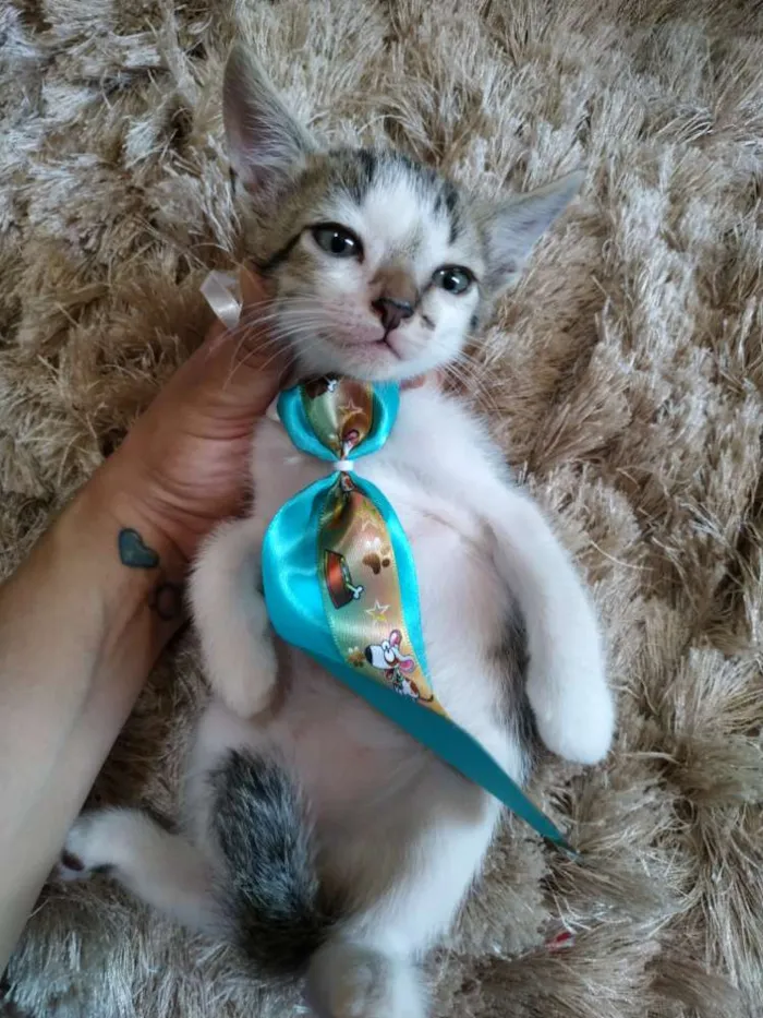 Gato ra a Sem raça definida idade 2 a 6 meses nome Sem nome