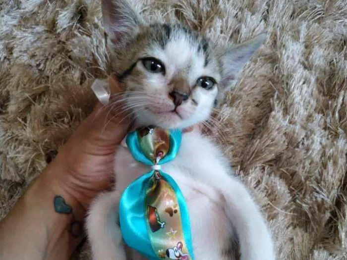 Gato ra a Sem raça definida idade 2 a 6 meses nome Sem nome