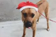 Varios cães