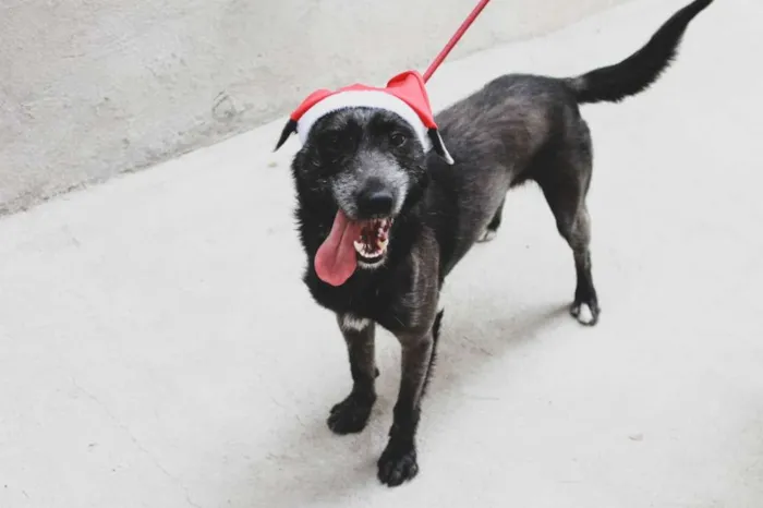 Cachorro ra a srd idade 2 anos nome Varios cães 