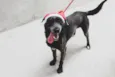 Varios cães