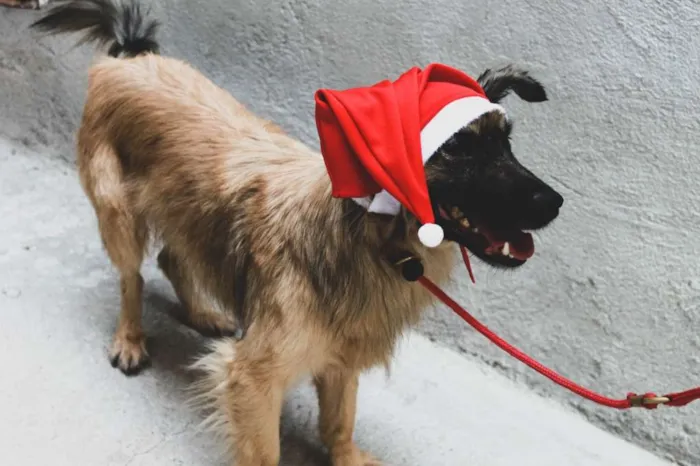 Cachorro ra a srd idade 2 anos nome Varios cães 