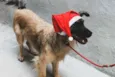 Varios cães