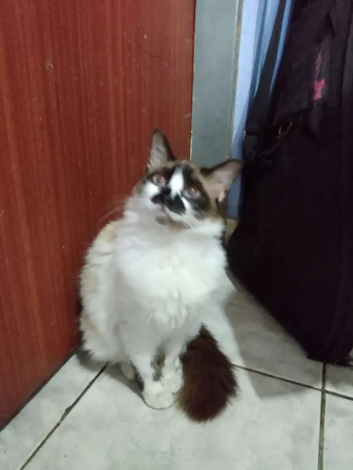 Gato raça Não sei  idade 1 ano nome Rolicinha