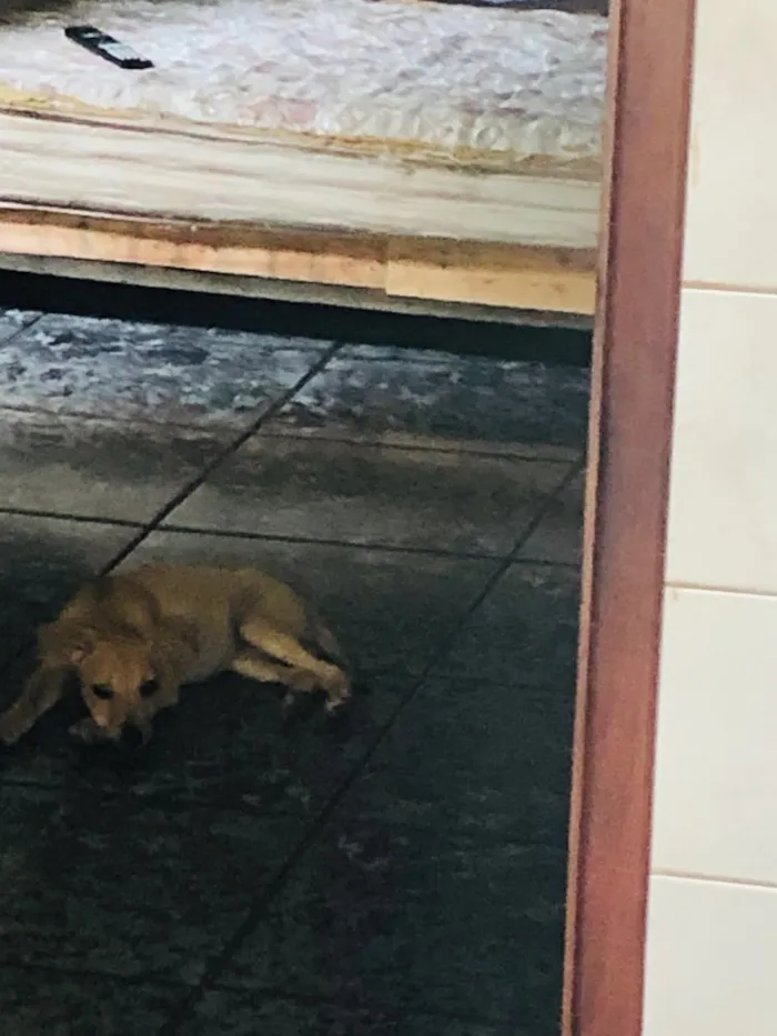 Cachorro raça Vira lata  idade 2 a 6 meses nome Sem nome 