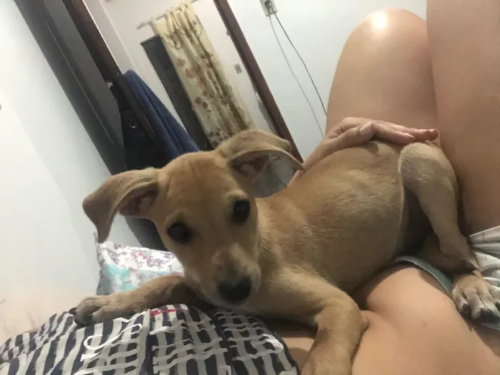Cachorro raça Vira lata  idade 2 a 6 meses nome Sem nome 