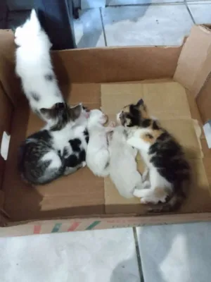 Gato raça Não sei  idade 2 a 6 meses nome Sem nomes