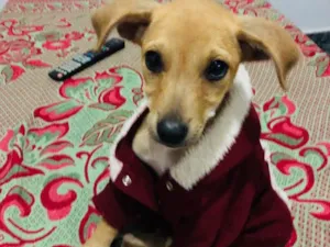 Cachorro raça Vira lata  idade 2 a 6 meses nome Sem nome 