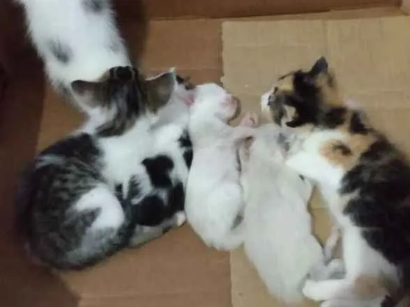 Gato raça Não sei  idade 2 a 6 meses nome Sem nomes