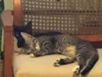Tom