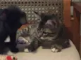 Tom