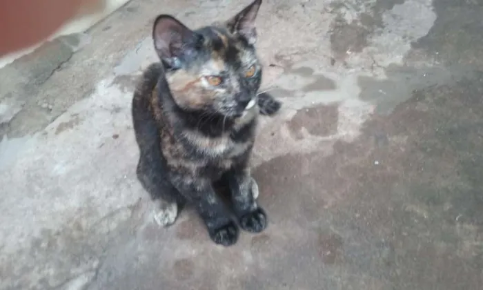 Gato ra a vira-lata idade 2 a 6 meses nome sem nome