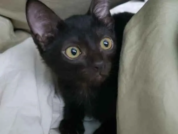 Gato ra a SRD idade 2 a 6 meses nome Amora