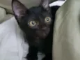 Amora
