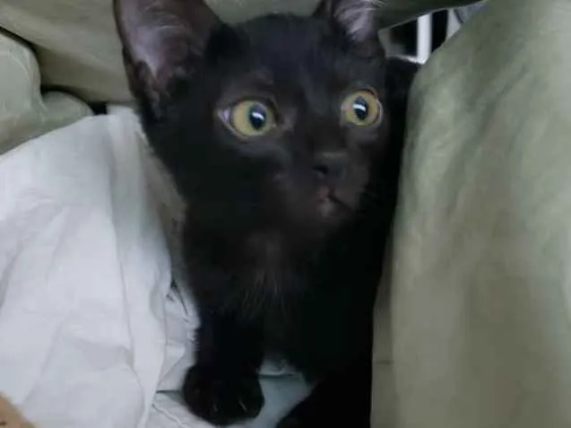 Gato ra a SRD idade 2 a 6 meses nome Amora