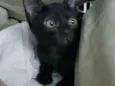 Amora