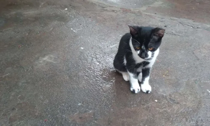Gato ra a vira-lata idade 2 a 6 meses nome sem nome