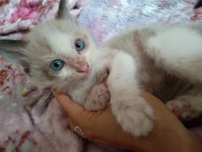 Gato ra a Srd idade 2 a 6 meses nome Juquinha