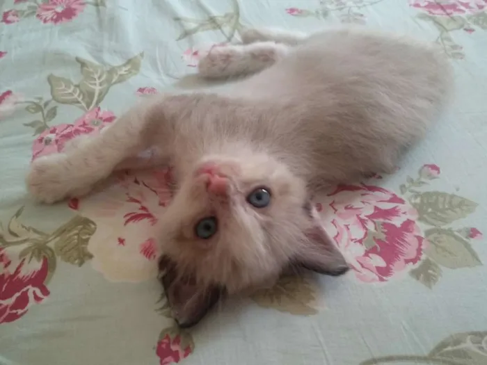 Gato ra a Srd idade 2 a 6 meses nome Juquinha