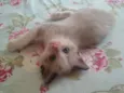 Juquinha