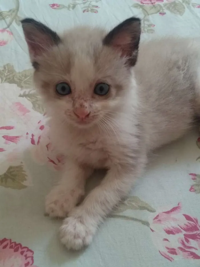 Gato ra a Srd idade 2 a 6 meses nome Juquinha