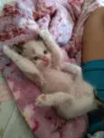 Juquinha
