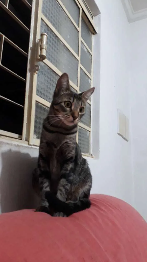 Gato ra a Pelo curto idade 7 a 11 meses nome Jade