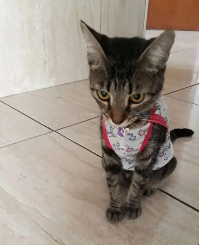 Gato ra a Pelo curto idade 7 a 11 meses nome Jade