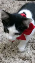 Fitz