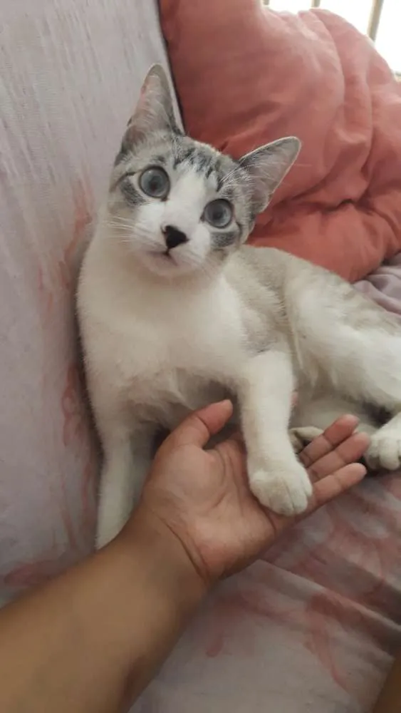 Gato ra a Pelo curto idade 7 a 11 meses nome Amora