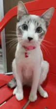 Amora