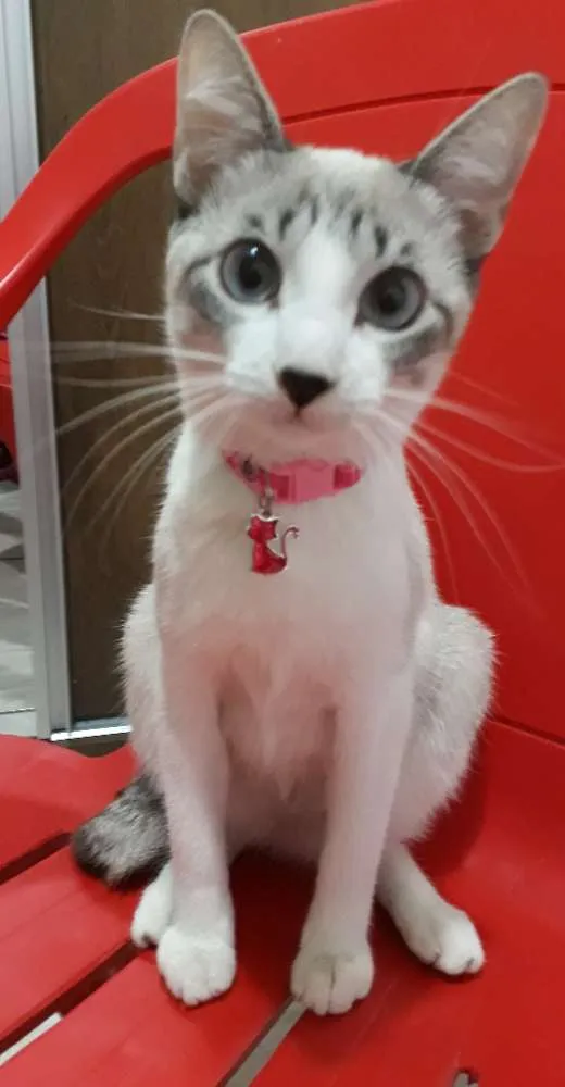 Gato ra a Pelo curto idade 7 a 11 meses nome Amora
