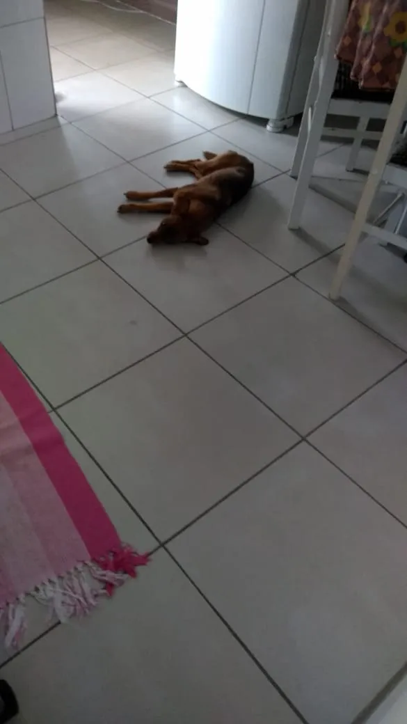Cachorro ra a Não sei idade Abaixo de 2 meses nome Não tem