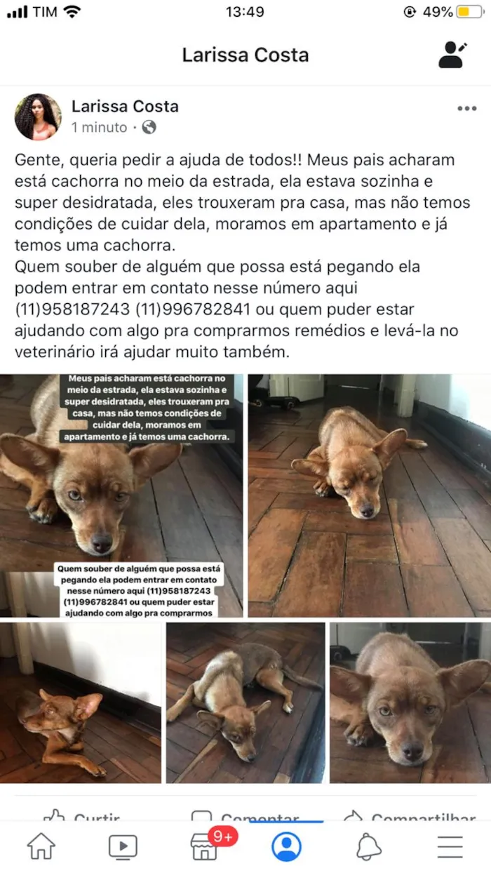 Cachorro ra a Não sei idade Abaixo de 2 meses nome Não tem