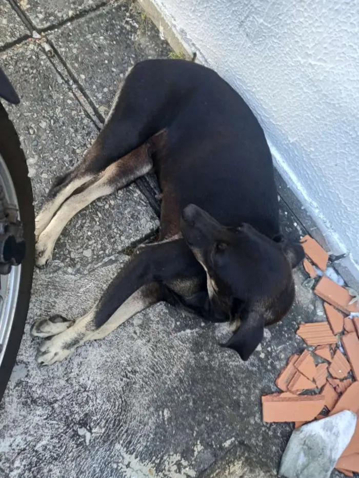 Cachorro raça SRD idade 7 a 11 meses nome Panqueca