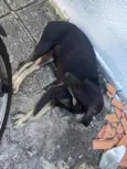 Panqueca