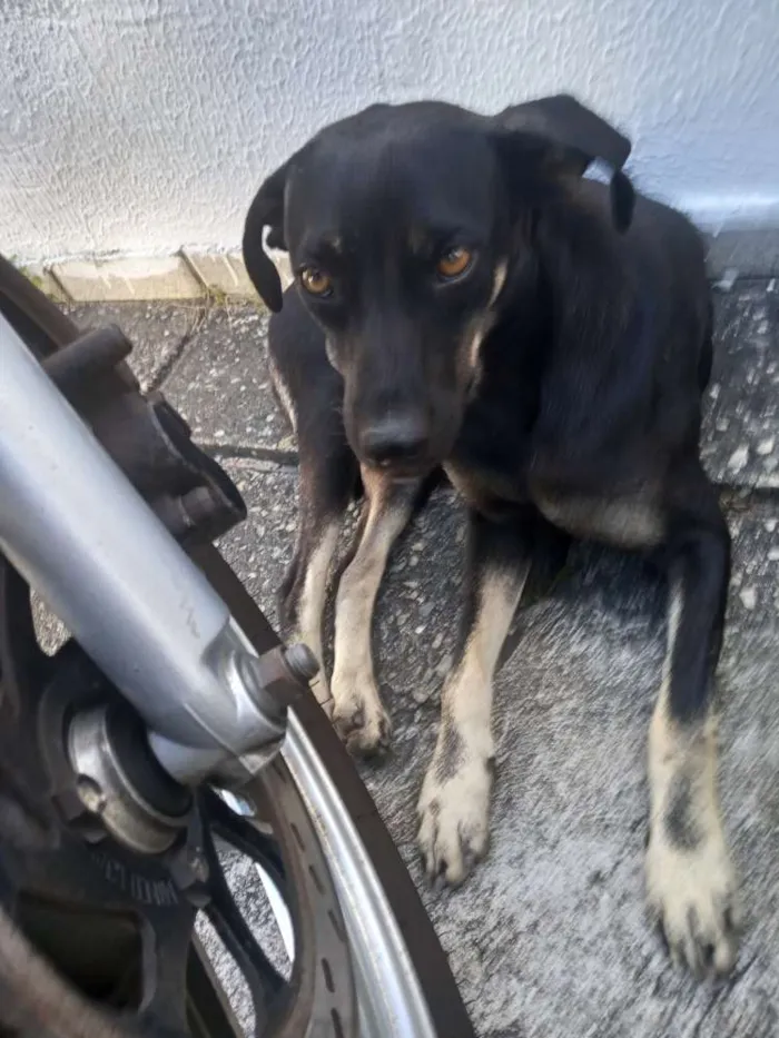 Cachorro raça SRD idade 7 a 11 meses nome Panqueca