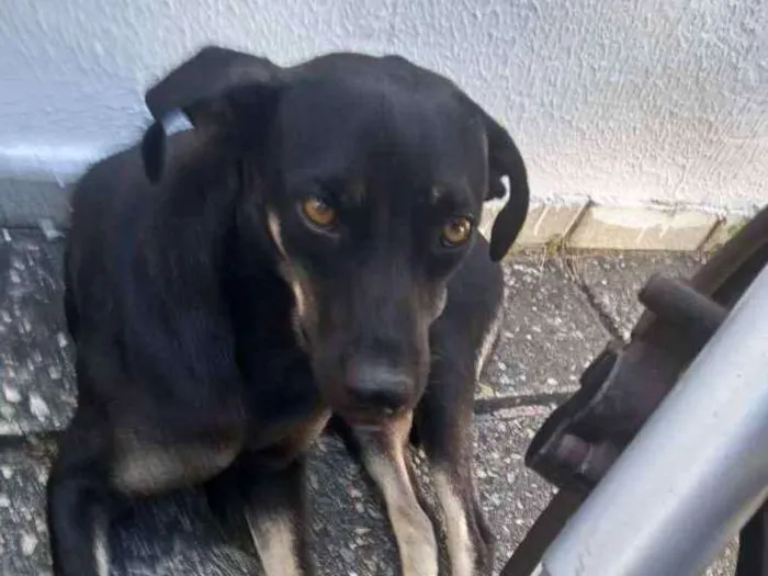 Cachorro raça SRD idade 7 a 11 meses nome Panqueca