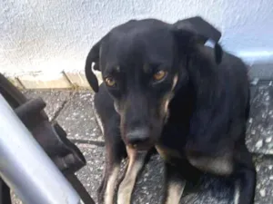 Cachorro raça SRD idade 7 a 11 meses nome Panqueca