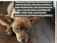Não tem