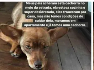 Cachorro raça Não sei idade Abaixo de 2 meses nome Não tem