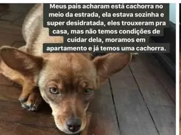 Cachorro ra a Não sei idade Abaixo de 2 meses nome Não tem