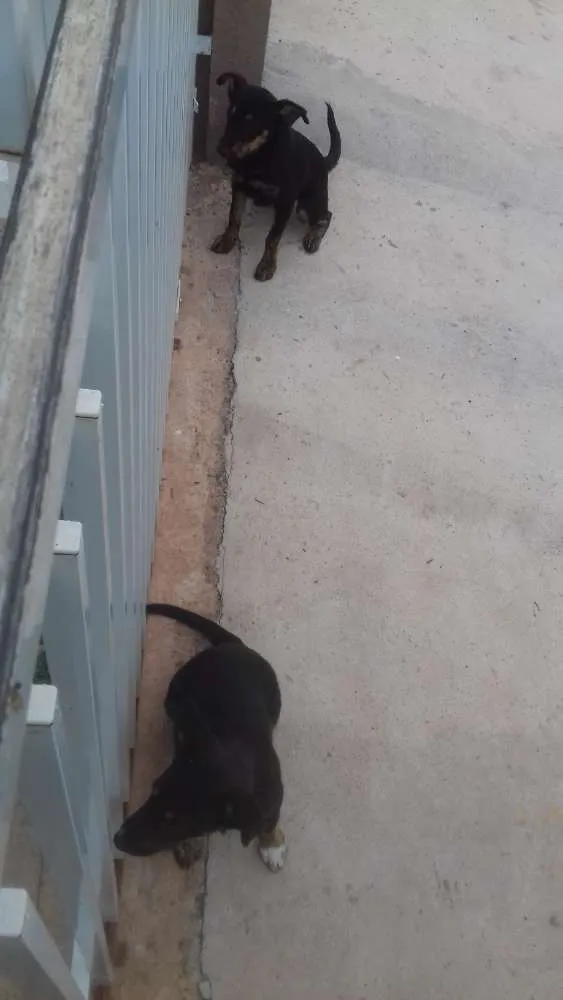 Cachorro ra a indefinida idade 7 a 11 meses nome sem nome